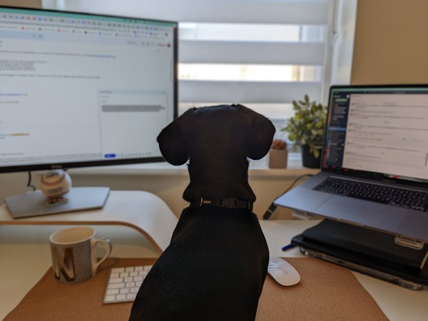 a dog sitting in front of a computer